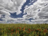 Стаївка з panoramio.com