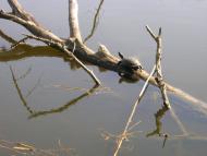 Новопетрівка з panoramio.com