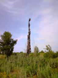 Васьки з panoramio.com