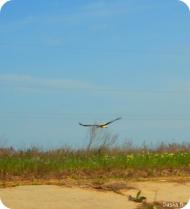 Лиман з panoramio.com