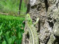 Гранітне з panoramio.com