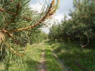 Орлівщина з panoramio.com - Орловщина