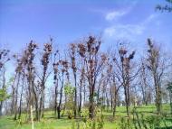 Павлівка з panoramio.com