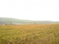 Куряни з panoramio.com