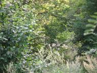 Дзензелівка з panoramio.com