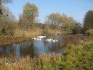 Троянівка з panoramio.com