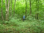 Августівка з panoramio.com