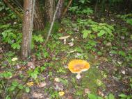 Пархомівці з panoramio.com