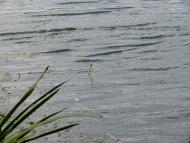 Змійове з panoramio.com