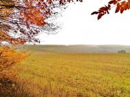 Куряни з panoramio.com