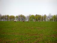 Солов'ївка з panoramio.com