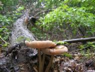 Августівка з panoramio.com