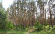 Орлівщина з panoramio.com - Орловщина