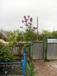 Любомирівка з panoramio.com