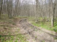 Лісне з panoramio.com