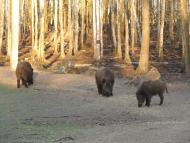 Тутовичі з panoramio.com