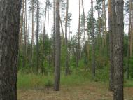 Августівка з panoramio.com