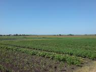 Новопідкряж - Останні фото