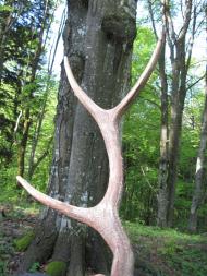 Красна з panoramio.com