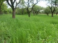 Шубранець з panoramio.com