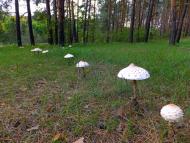 Букине з panoramio.com - Букине