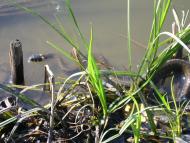 Вільхівка з panoramio.com