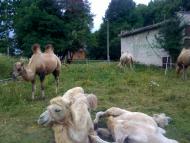 Оброшине з panoramio.com