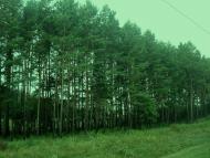 Кам'янка - Останні фото