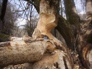 Охтирка з panoramio.com - Ахтырка
