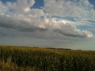 Браженець з panoramio.com