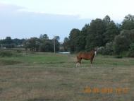 Щорсівка з panoramio.com