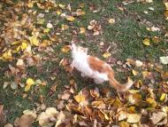 Куражин з panoramio.com