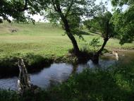 Черемшине з panoramio.com