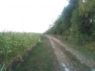 Браженець з panoramio.com