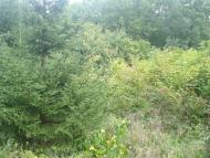 Пархомівці з panoramio.com