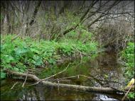 Михайлюки - Останні фото