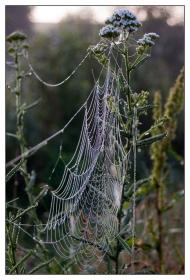 Лісове з panoramio.com