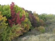 Тарутине з panoramio.com