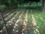 Оброшине з panoramio.com