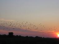 Варюшине з panoramio.com