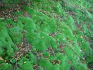 Розгірче з panoramio.com