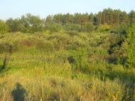 Білозір'я з panoramio.com