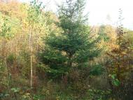 Пархомівці з panoramio.com