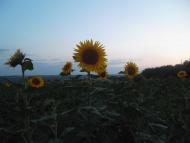 Панкратове з panoramio.com