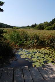 Суха Гомільша з panoramio.com