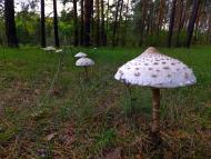 Букине з panoramio.com - Букине
