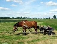 Сомин з panoramio.com