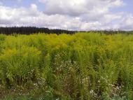 Великий Щимель - Останні фото