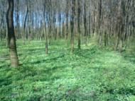 Хвощівка з panoramio.com