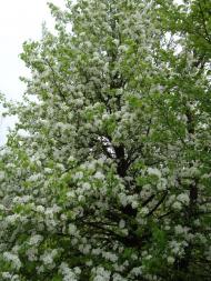 Северинівка з panoramio.com